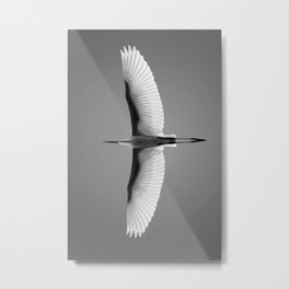 Wings of an Egret in Mid-flight black and white photography - black and white photographs Metal Print | Nature, Eagles, Birds, Wildlife, Symmetry, Photo, Symmetrical, Black And White, Animal, Flight 