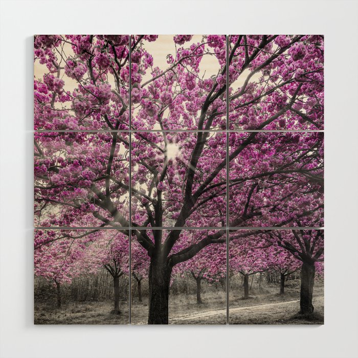 Cherry blossoms with sunrays Wood Wall Art