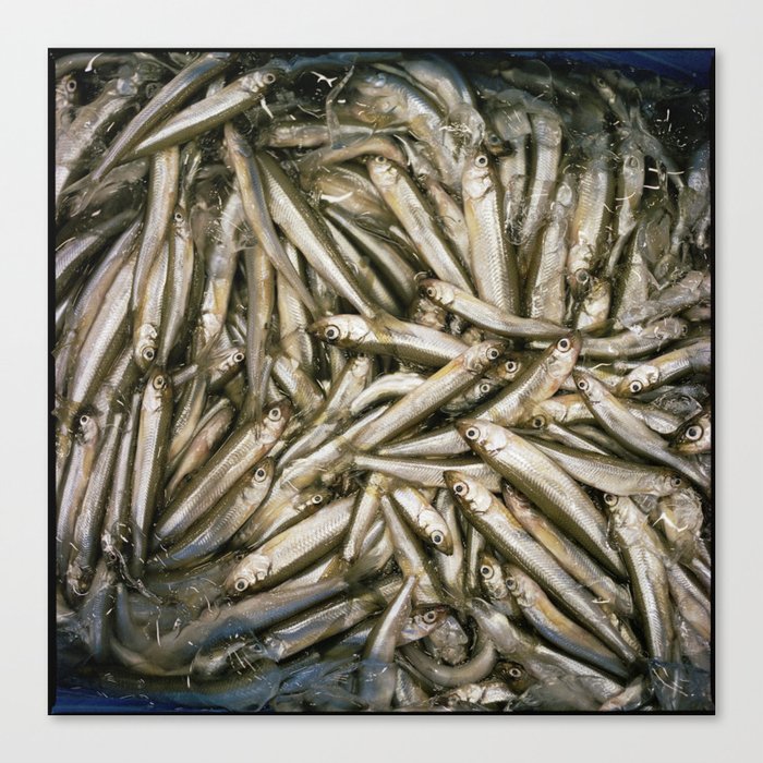 Fish Tide Canvas Print