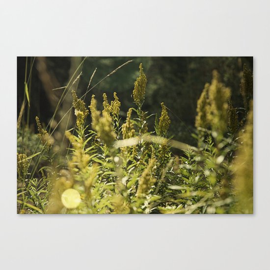 Mountain Meadows 01 Canvas Print