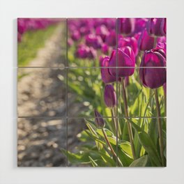 Purple tulip field in the Netherlands art print - bright flower nature and travel photography Wood Wall Art