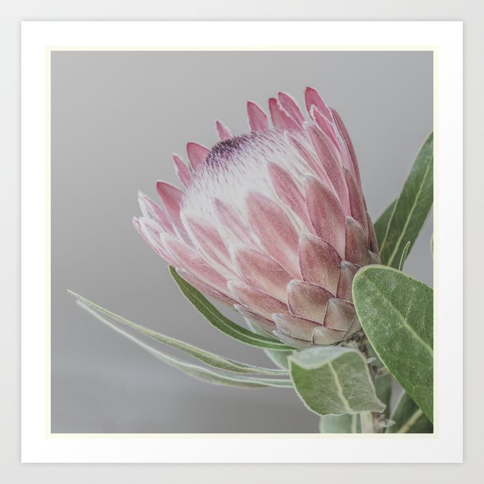 Protea In Isolation Art Print