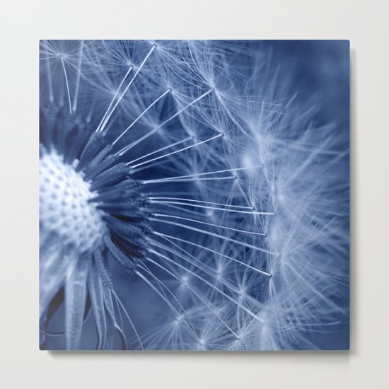 blue dandelion II Metal Print