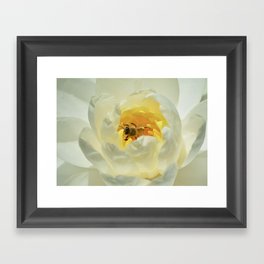 Bee Inside the Waterlily Framed Art Print