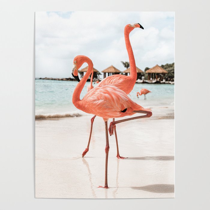 Pink Flamingos On Aruba Island Art Photo | Caribbean Beach Wall Print | Tropical Travel Photography Poster
