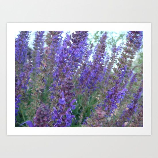 Purple Haze Art Print