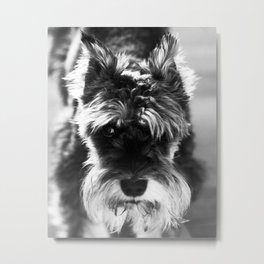 Black & White Minature Dog Metal Print | Photo, Digital, Dog, Canon, Dogphotography, Dogpictures, Color, Digital Manipulation, Blackandwhite 
