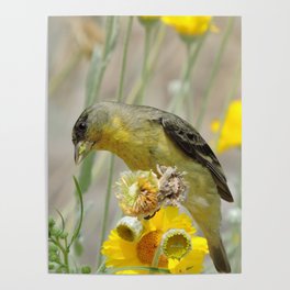 Feasting Finch Poster