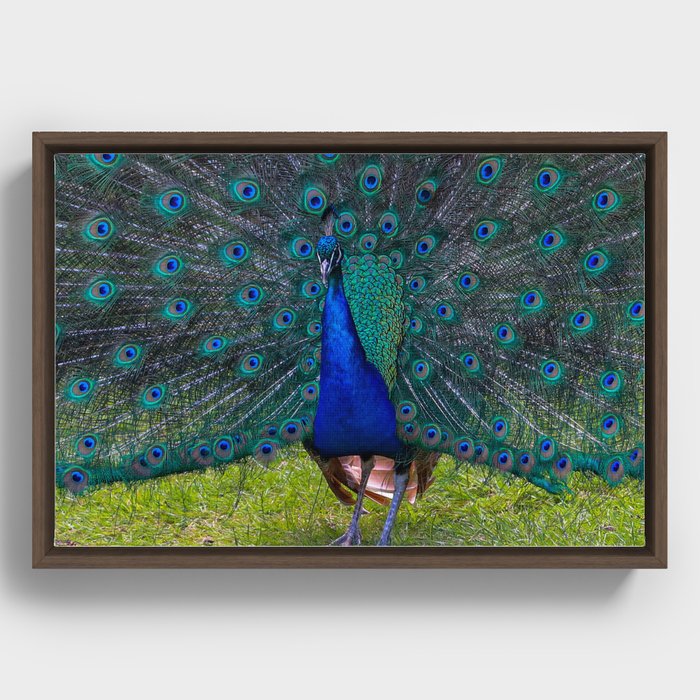 Peacock Framed Canvas