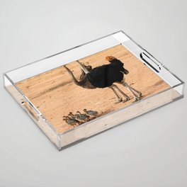 South Africa Photography - Ostrich Parents With Their Children Acrylic Tray