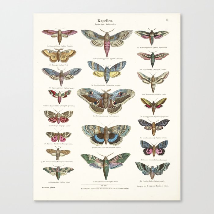 Vintage Moth Chart Leinwanddruck Vintage Moth Chart Leinwanddruck