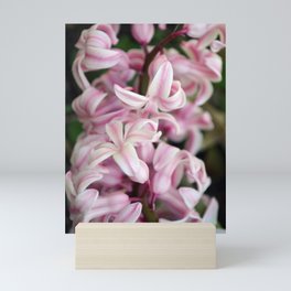 Fragrant Hyacinthus Mini Art Print