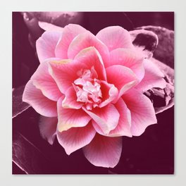 Pinkened flower Canvas Print