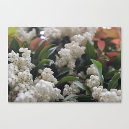 A Special Bliss Canvas Print