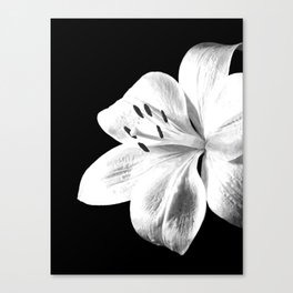 White Lily Black Background Canvas Print