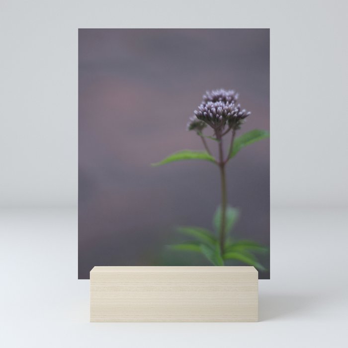 deep purple - nature flower photography - close up of unfolding purple flower  Mini Art Print