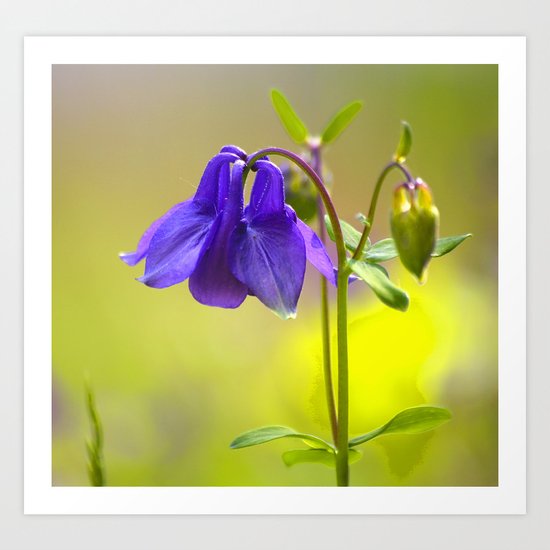 Purple Columbine In Spring Mood Art Print