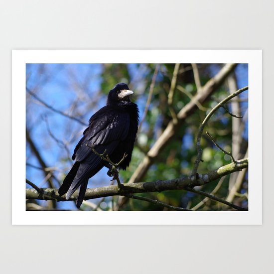 Rook Art Print