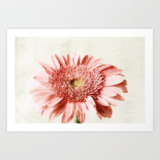 Gerbera Art Print