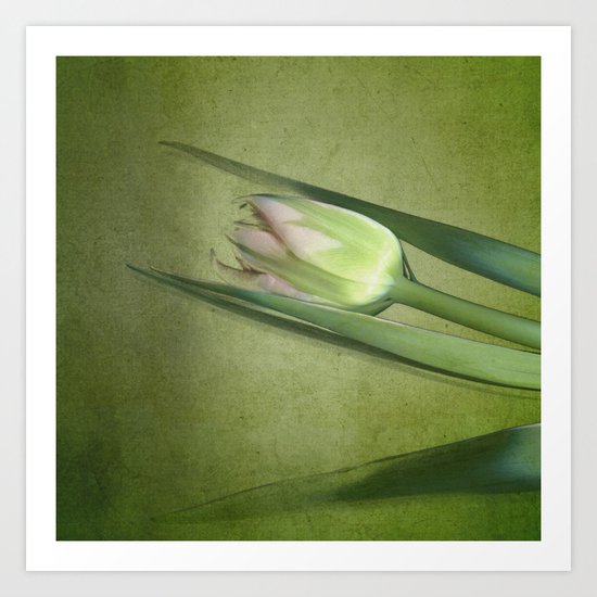 tulips studies - variation green Art Print