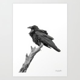 Ruffled Raven - Black and White Wildlife Bird Photography Art Print