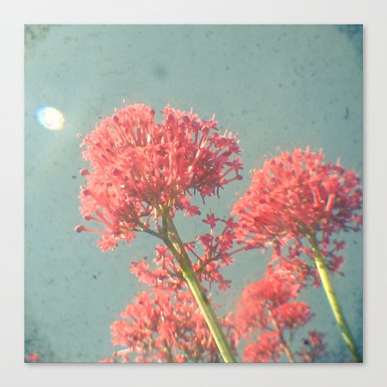 Raspberry Dream Canvas Print