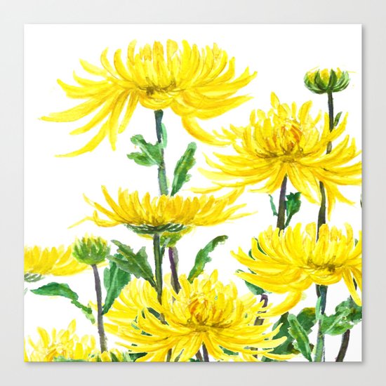 Yellow Chrysanthemums Canvas Print