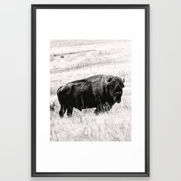 Montana Buffalo Framed Art Print