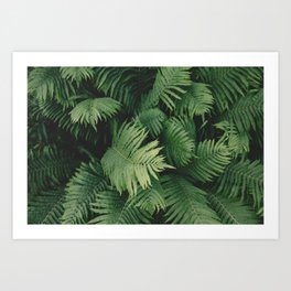 Reaching Ferns Art Print