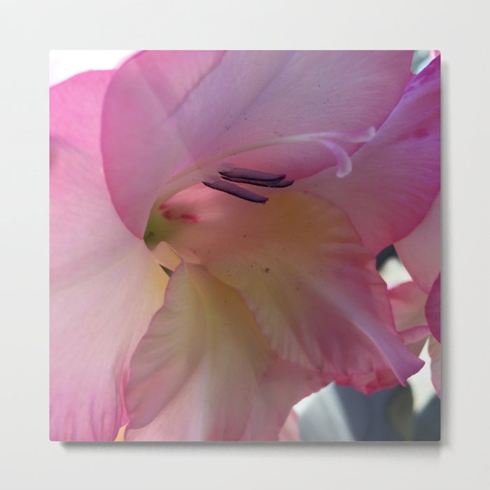 Pink Gladiolus Metal Print