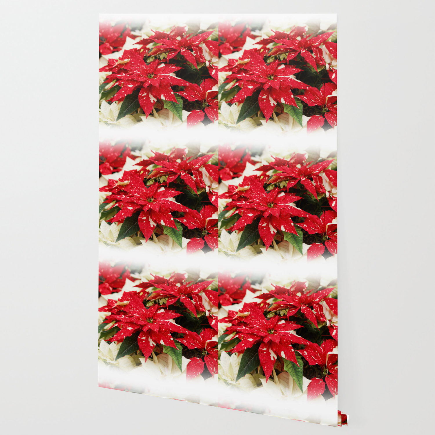 Shimmer Surprise Poinsettias Wallpaper By Walkswithnature Society6