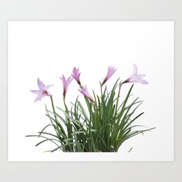 Pink rain Lily (Zephyranthes rosea) Flowers isolated on white background Art Print | Bloom, Lily, Grandiflora, Photo, Background, Nature, Purple, Blossom, Floral, Whitebackground 