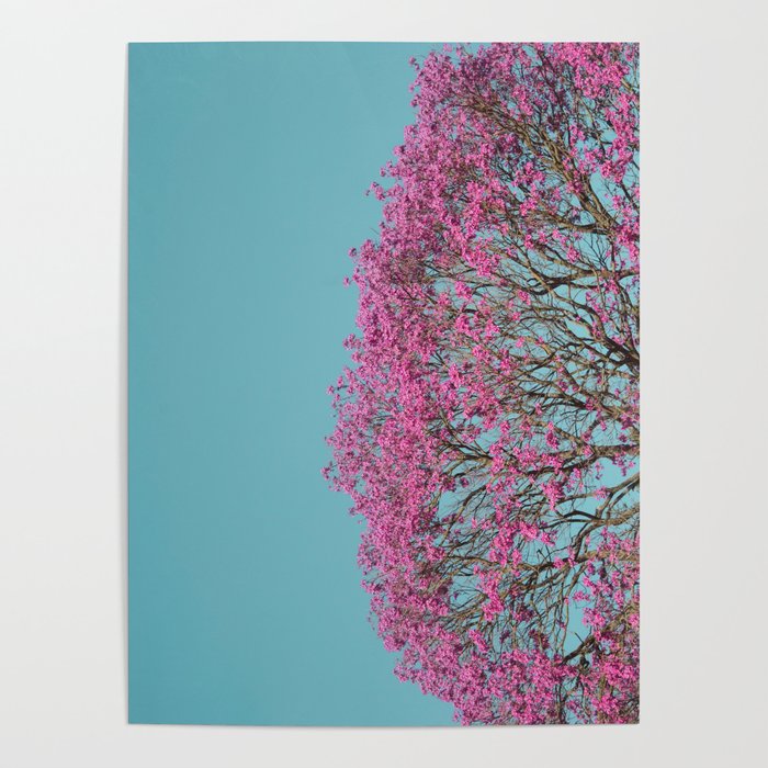 Handroanthus Tree - Flowers Pink Poster