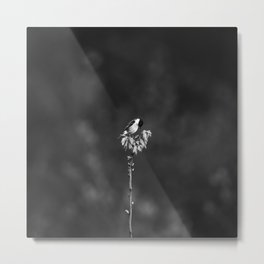 Mourning Stonechat | Bird Photography Metal Print | Bird, Black And White, Stonechat, Photo, Grief, European Stonechat, Birds, Nature, Sad, Mourning 