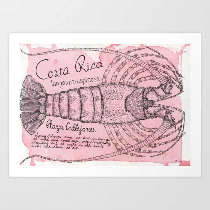 Spiny Lobster/Costa Rica - Illustration Art Print