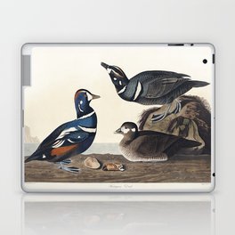 Harlequin Duck from Birds of America (1827) by John James Audubon Laptop Skin