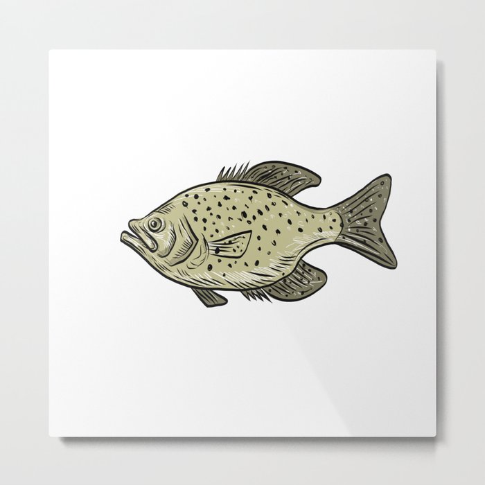 Crappie Fish Side Drawing Metal Print