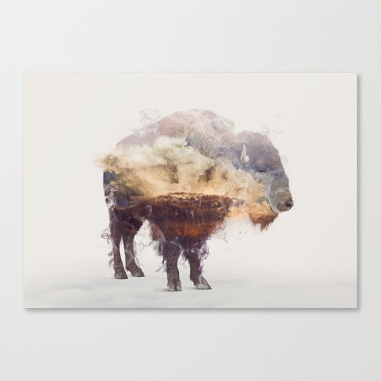 Bison Canvas Print