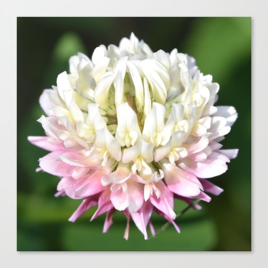 Flower | Flowers | One Clover Flower | Nature Photography | Nadia Bonello Canvas Print