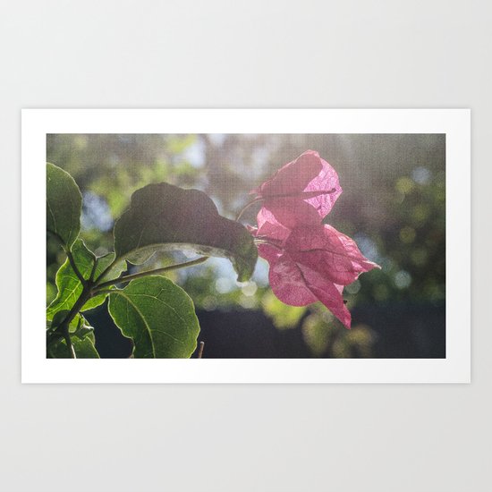 Bougainvillier Art Print