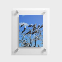 Birds in costa  Floating Acrylic Print
