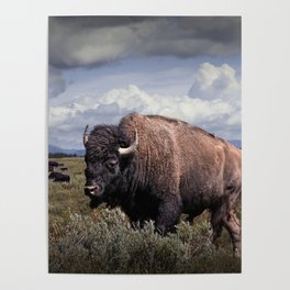 American Buffalo or Bison in the Grand Teton National Park Poster