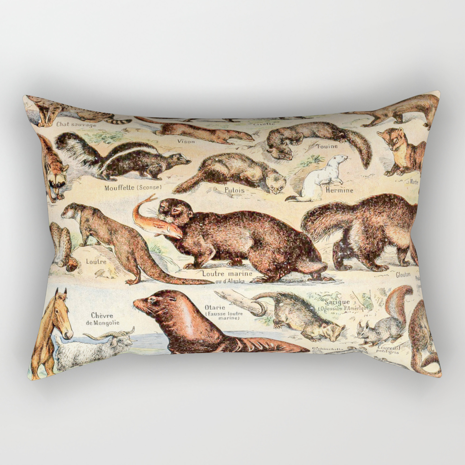 Cute Animals Fourrures By Adolphe Millot Xl 19th Century Science Textbook Diagram Artwork Rectangular Pillow By Public Artography Society6 Cute Animals Fourrures By Adolphe Millot Xl 19th Century Science Textbook Diagram Artwork Rectangular Pillow By Public Artography Society6