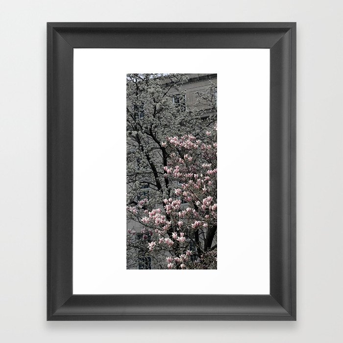 Booming Magnolias Framed Art Print