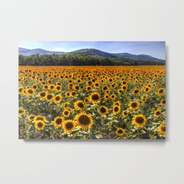 Sunflower Fields Of Dreams Metal Print | Seasons, Fieldsofflowers, Florafauna, Photo, Sunflower, Slovakiansunflowers, Summers, Summersunflowers, Sunflowerfield, Hungariansunflowers 