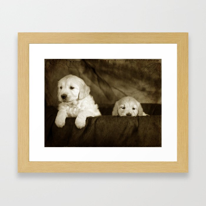 Labrador puppies Framed Art Print
