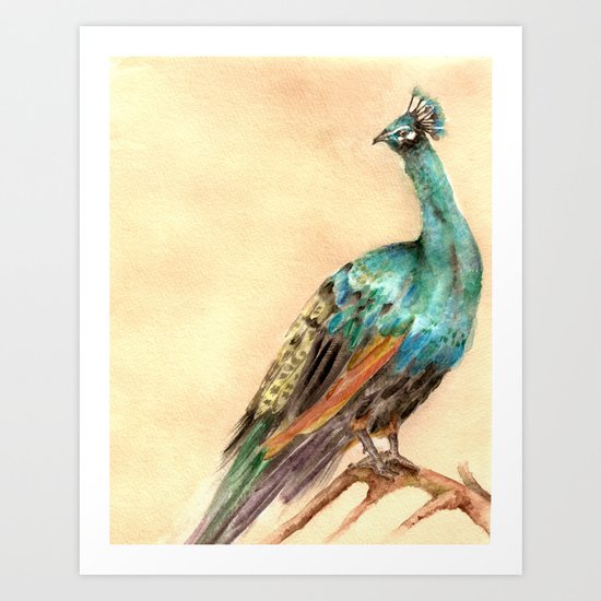 Peacock Art Print