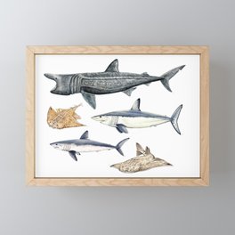 Shark diversity Framed Mini Art Print