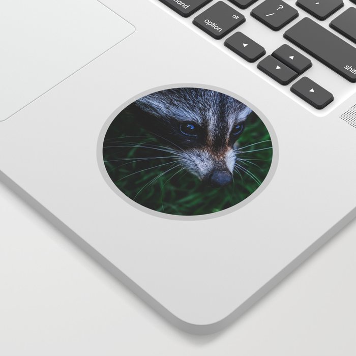 Curious Raccoon Photograph Sticker
