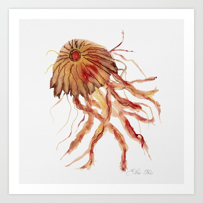 Compass Jellyfish Art Print